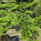 Thumbnail: Podocarpus Macrophyllus Bonsai Large Tree House Home Plant Gardening