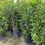 Thumbnail: Orange Jessamine Murraya Paniculata Jasmine Varying Heights Plant (Poly Bag)