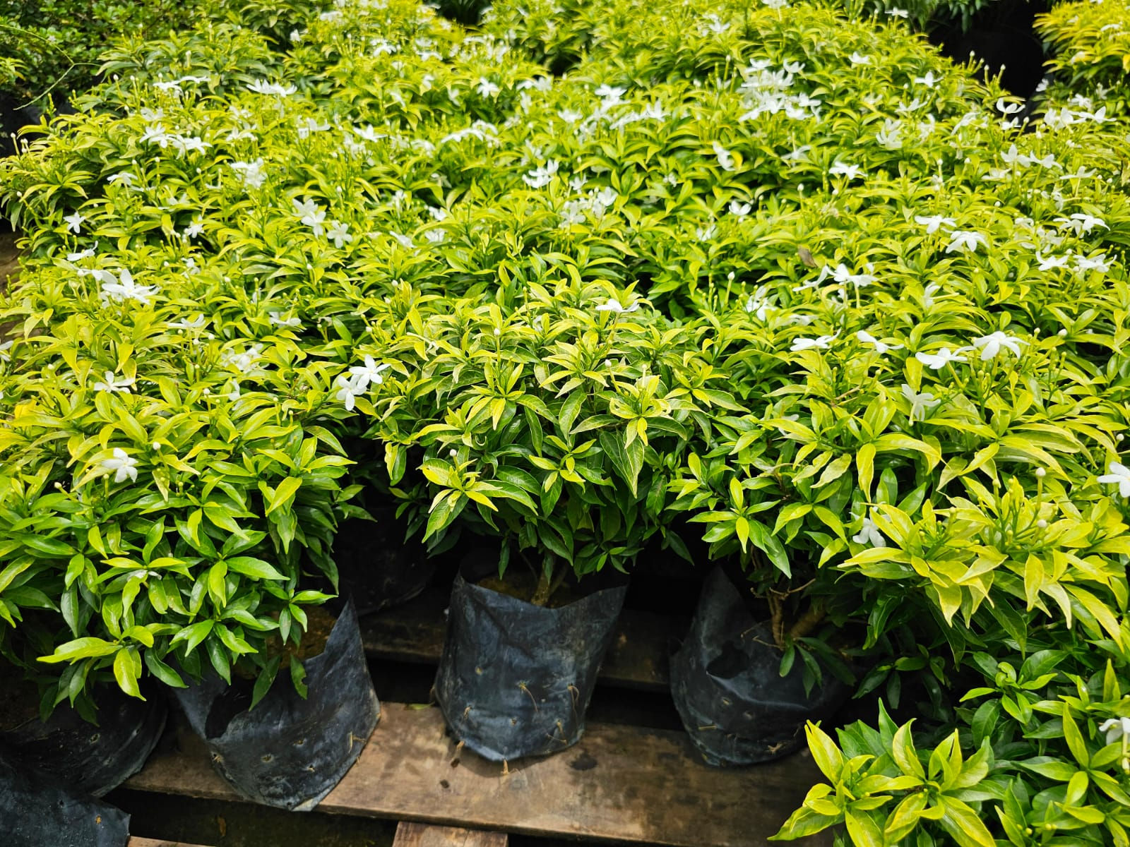 Tabernaemontana Dwarf Gold 16 inch by 18 inch Poly Bag House Home Plant