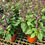 Thumbnail: Thai Basil Herb House Home Potted Plants Gardening Landscaping Cooking