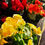 Thumbnail: Begonia Rose Varying Colours Flowering House Home Indoor Potted Plant
