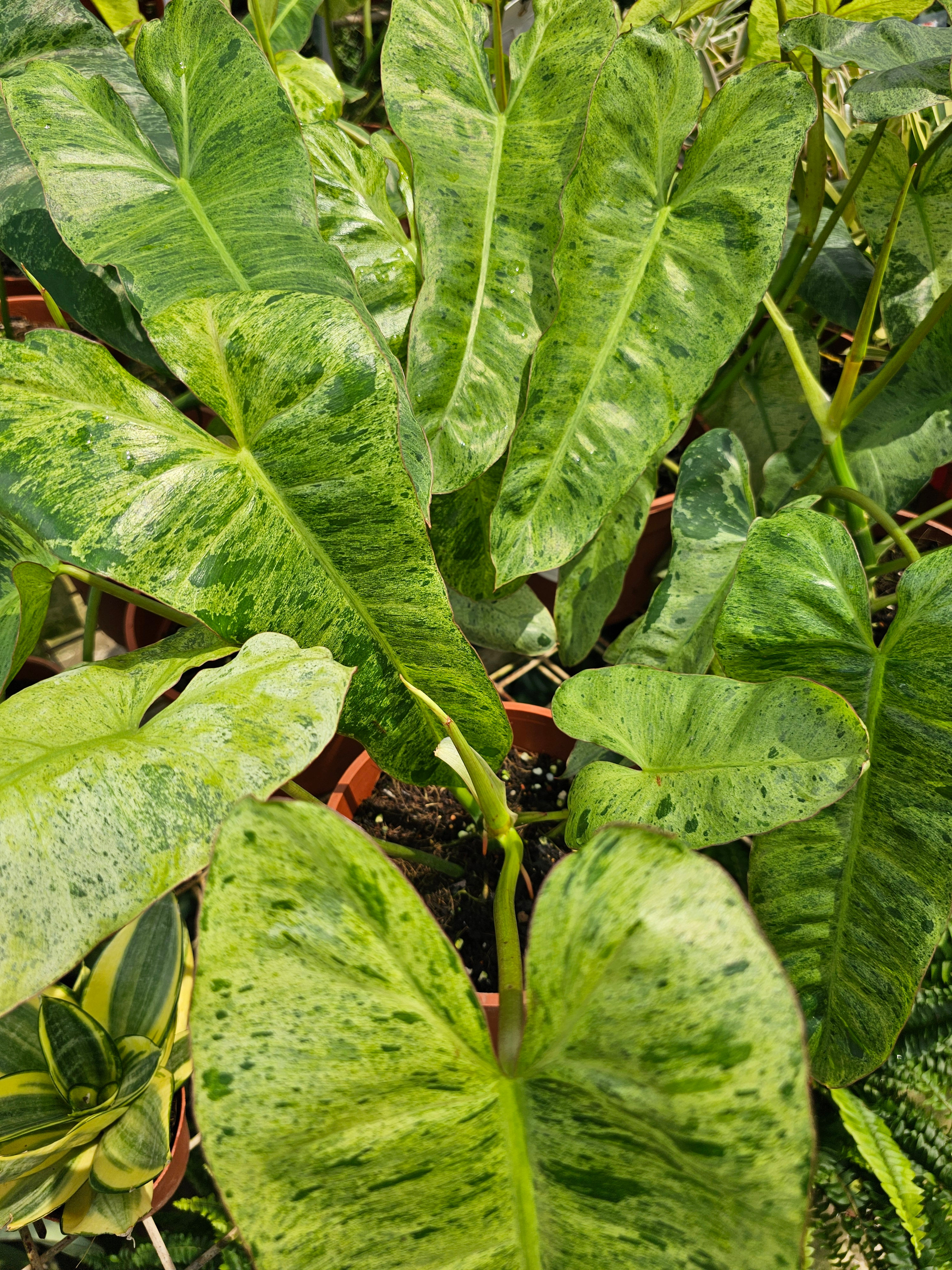 Philodendron Paraiso Verde Plants House Home Gardening