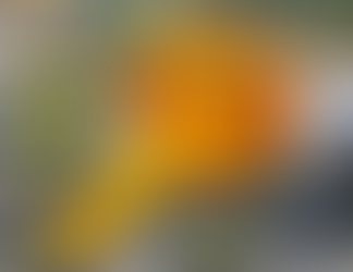 🔑 One Transported, Driver Detained Following Three-Vehicle Crash in Utica