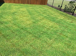 Website service photo- lawn leveling.png