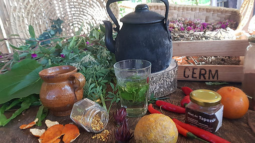 Feria de Plantas Medicinales y Aromaticas