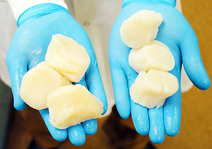 scallops-in-blue-gloved-hands-web-croppe