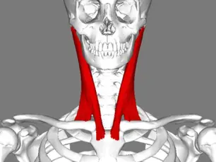 SCM (Sternocleidomastoid)