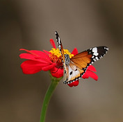 A butterfly perches on a zinnia flower_e