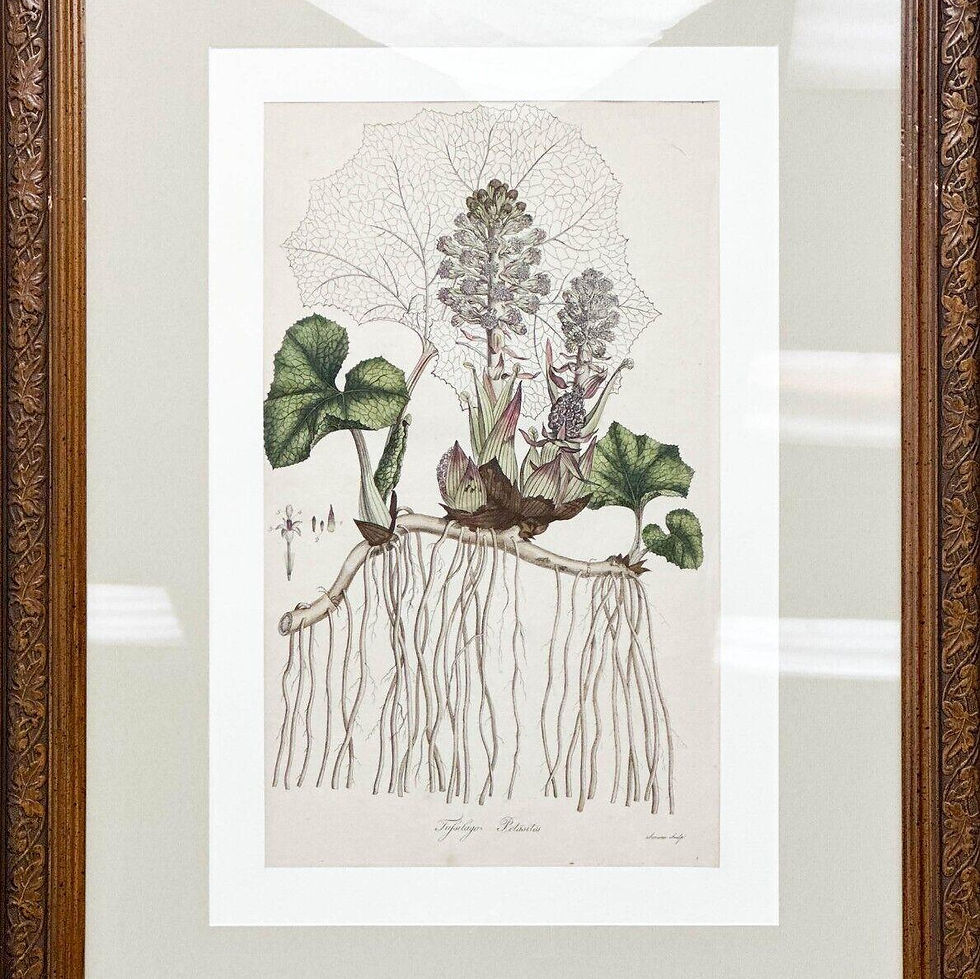 Botanical Lithograph from Flora Londinensis 1777 Tufsilago Petasites Framed