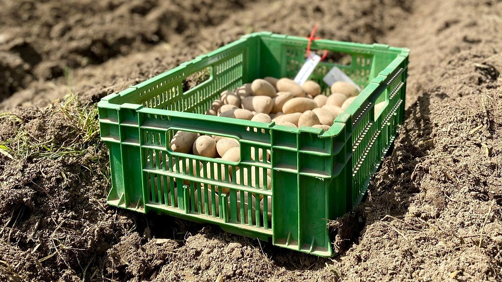 Gemeinsam Auf Dem Acker Solidarische Landwirtscha