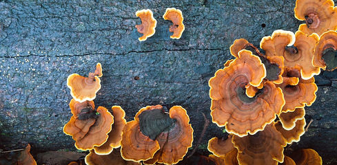 The-Medicinal-Benefits-of-Turkey-Tail-Mu