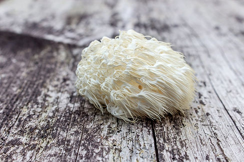 lions_mane_shroom_on_a_table.jpeg