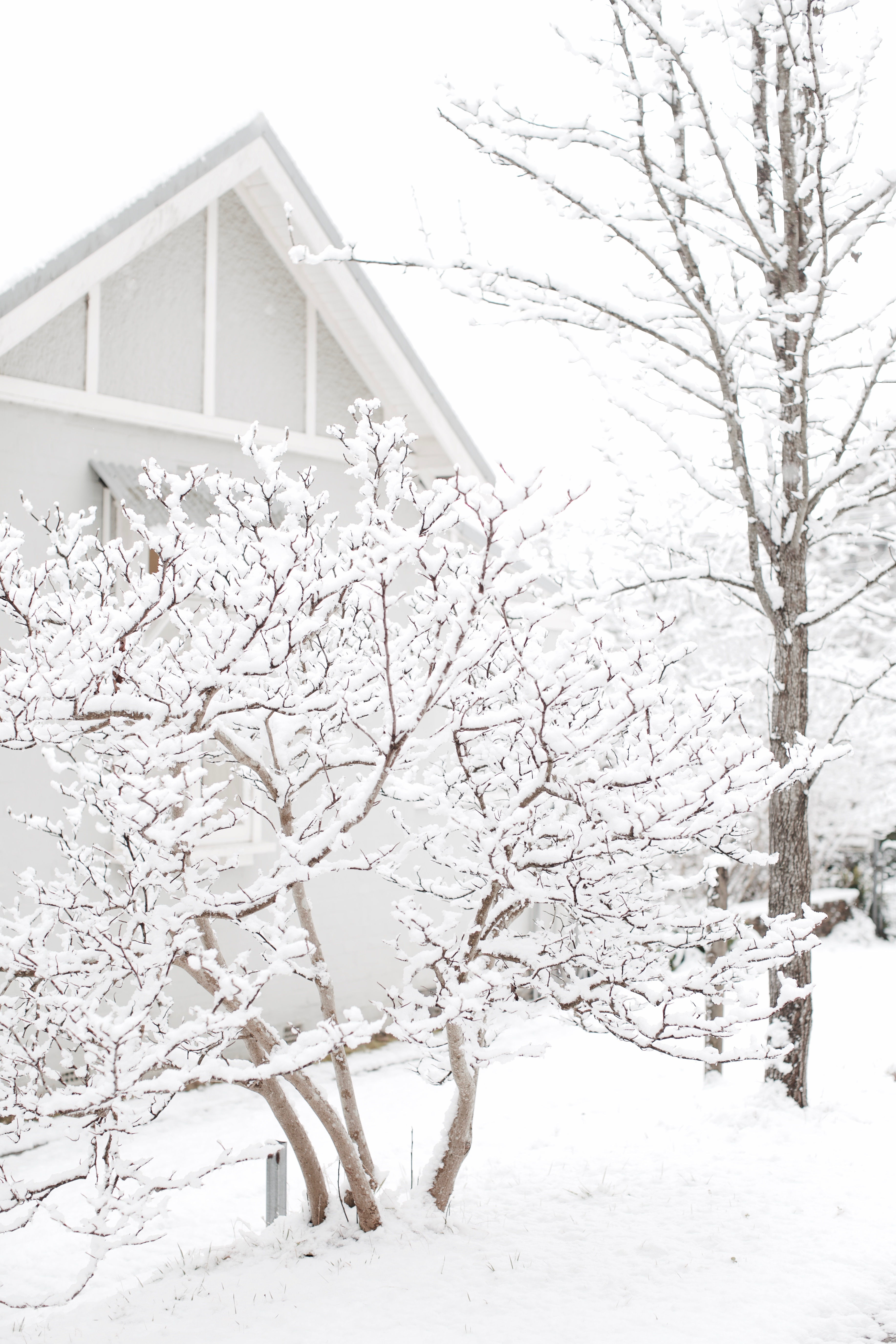 A6 Greeting Card - Snow White Blossoms [A60002]