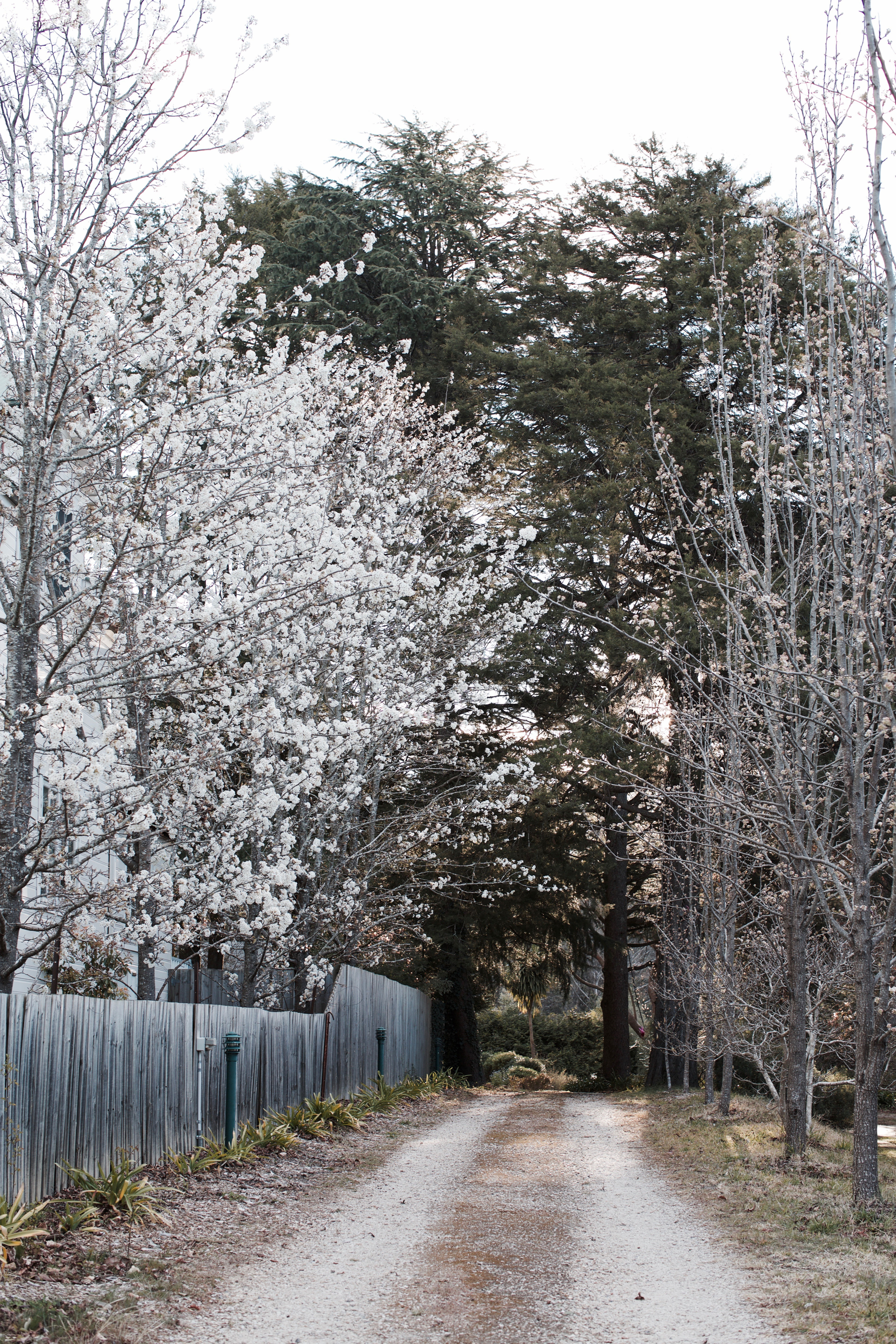 Photographic Print {our little lane}