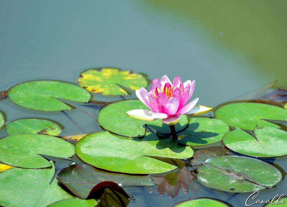 Image00030
