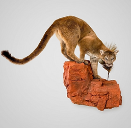 image15.png