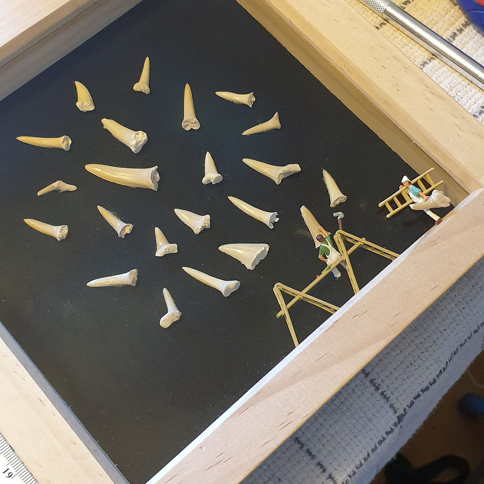 Thumbnail: Hanging the Shark Teeth