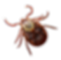 shutterstock_1358169386-removebg-preview.png