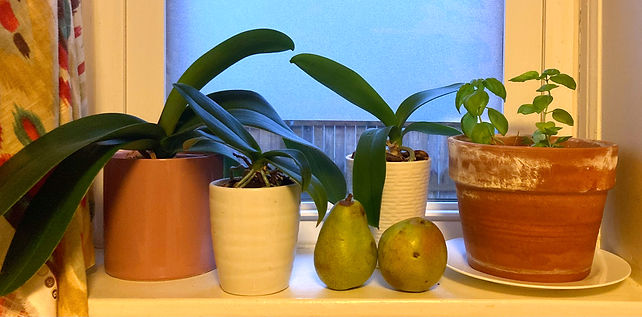 Kitchen Window_edited.jpg