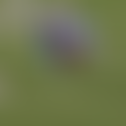 The Noah Rogers Game