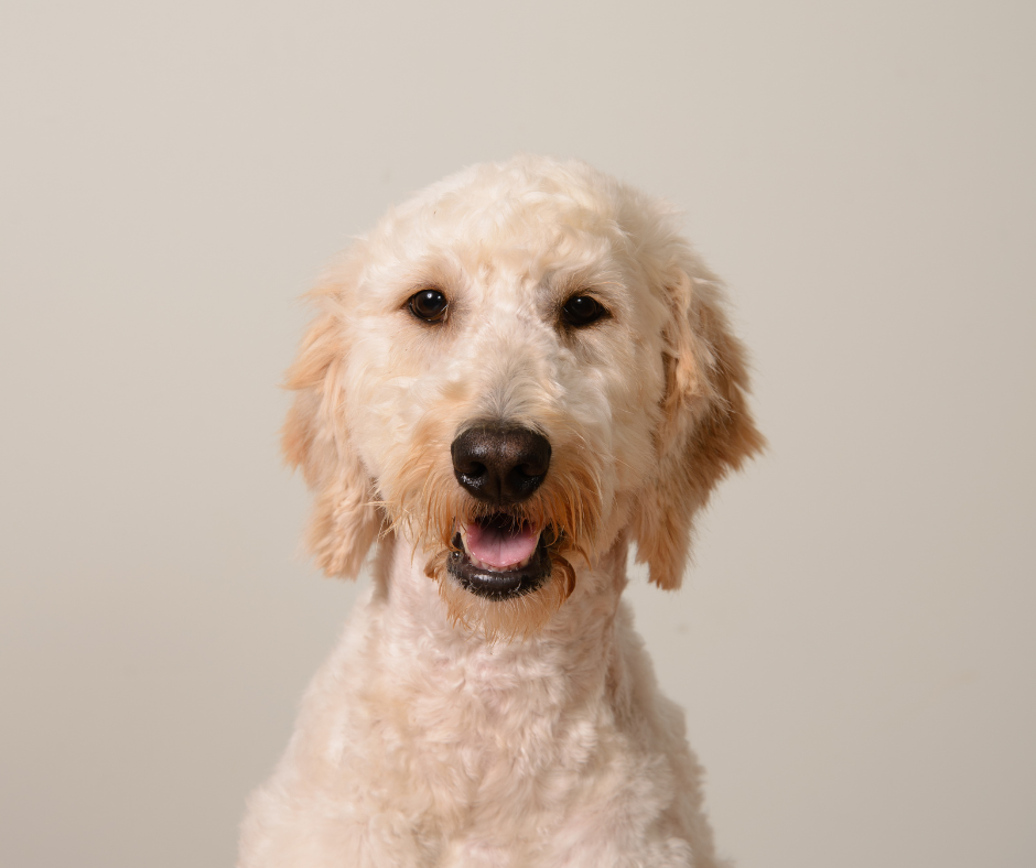 get a sitter for your dog