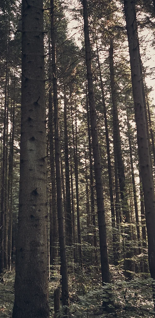 trees background.webp