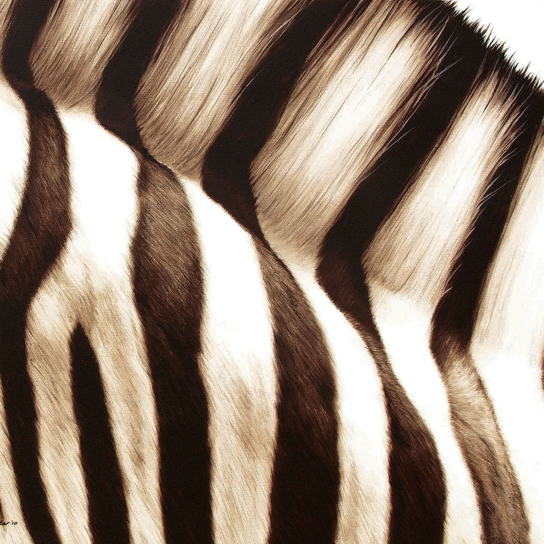 Zebra Eyes - Silk - Artist, Michelle Decker - 18x18in