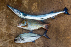 20150327_Sri Lanka_0002 - Kopie
