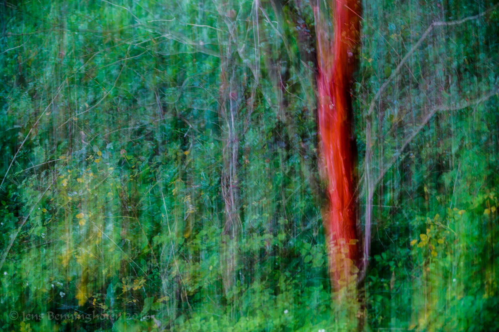 Strawberry Tree