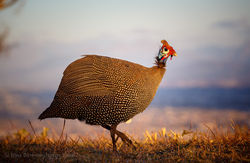 20161117_Südafrika_0002