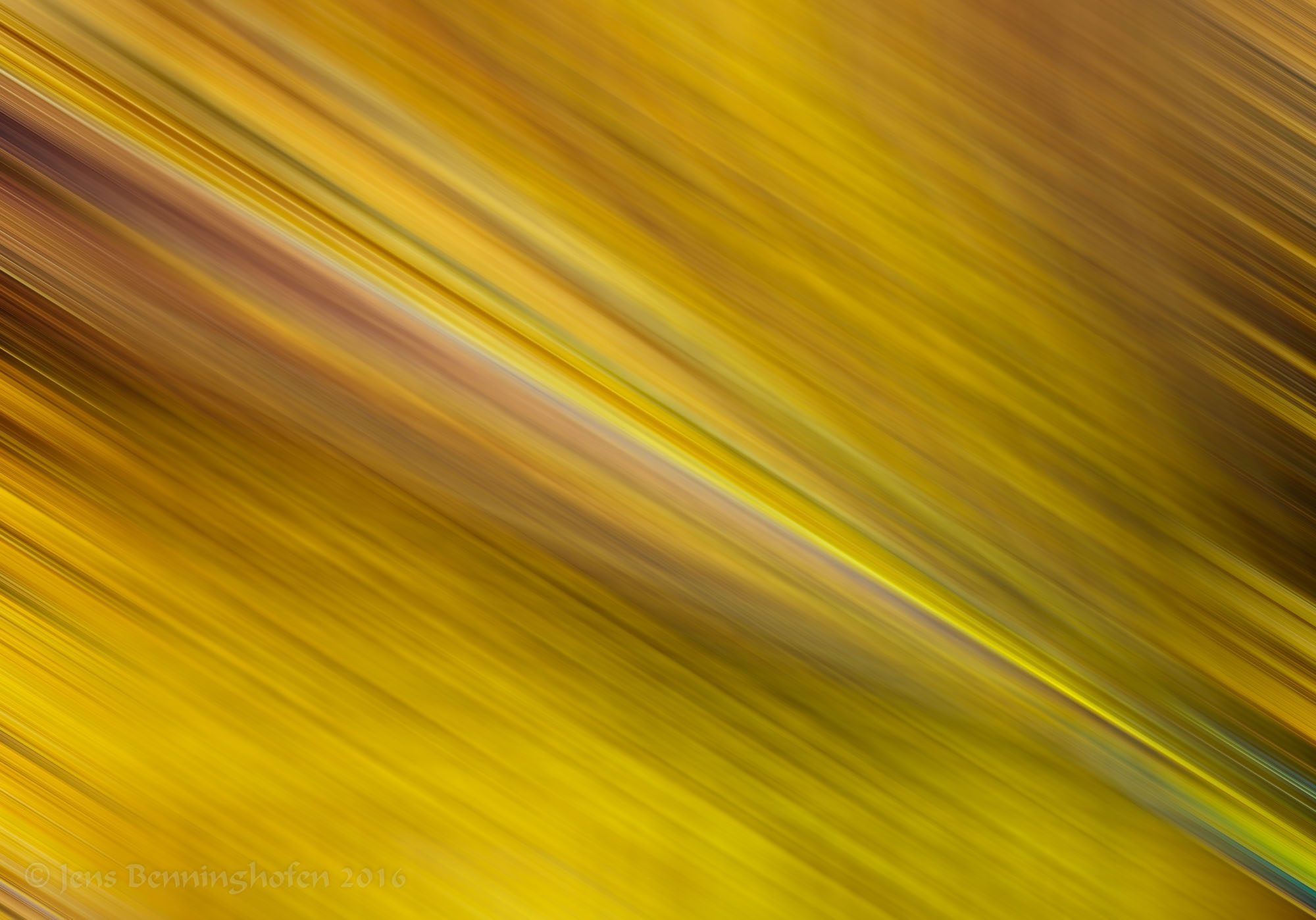 Dead Leaf