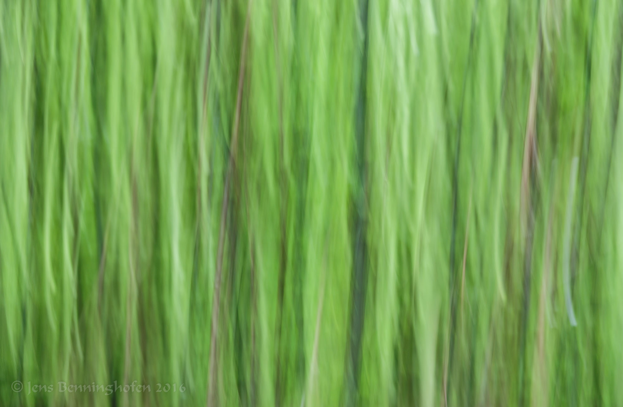 Rügen Forest