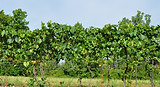 Up close picture of Vineyard