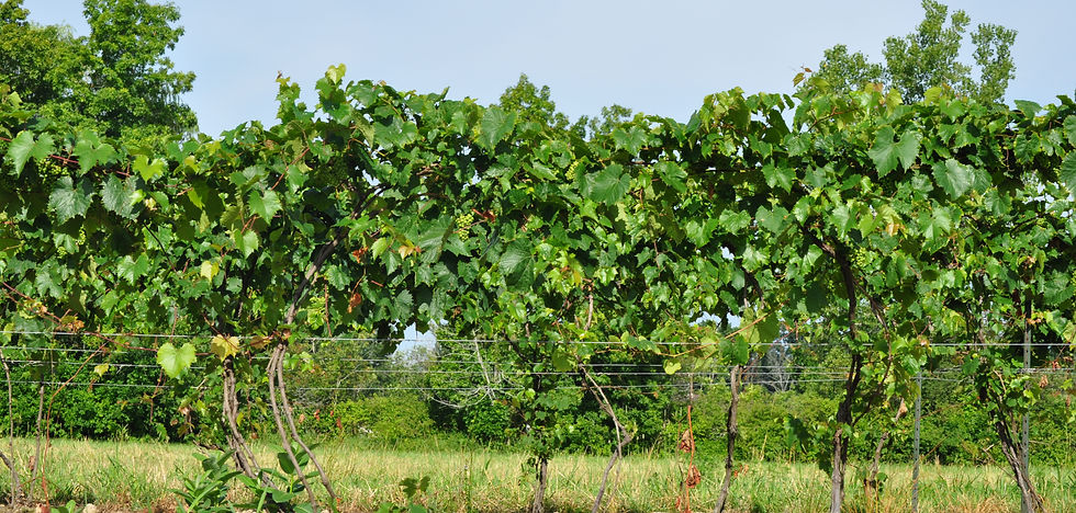Vineyard