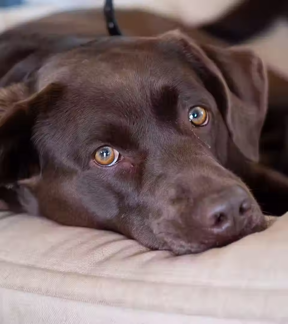 Their dog Annabelle