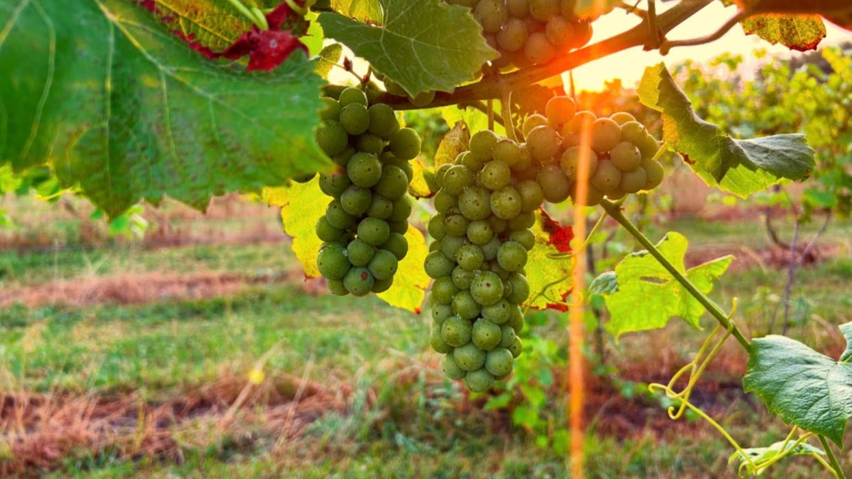 Grapes from the vineyard