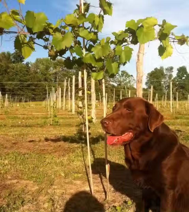 Their dog Bailey