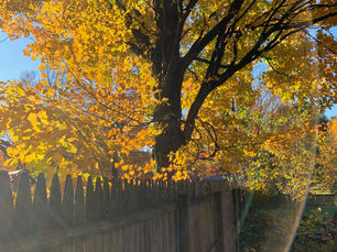 Blue Jays and Burning Leaves