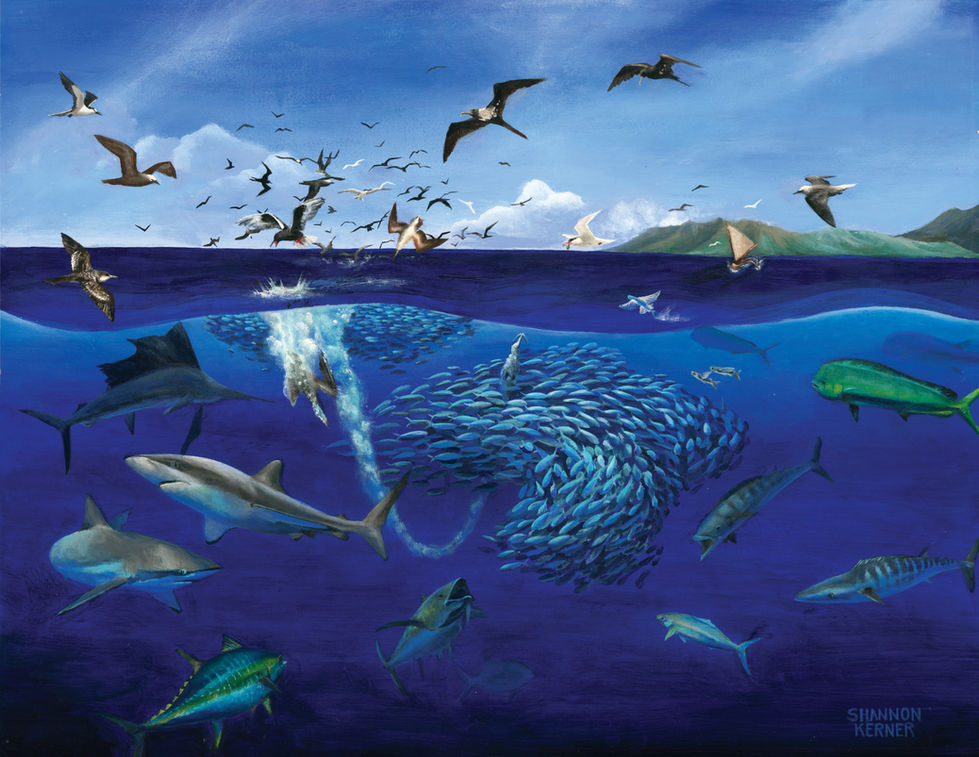 2024_Palau_Pelagics