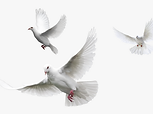 DOVE16.png