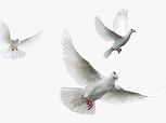 DOVE16_edited.jpg