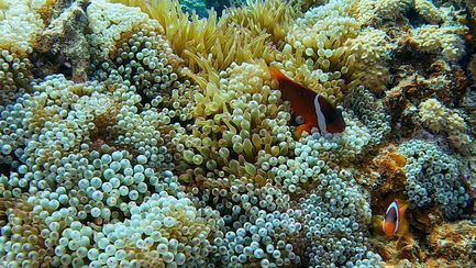 Clownfish