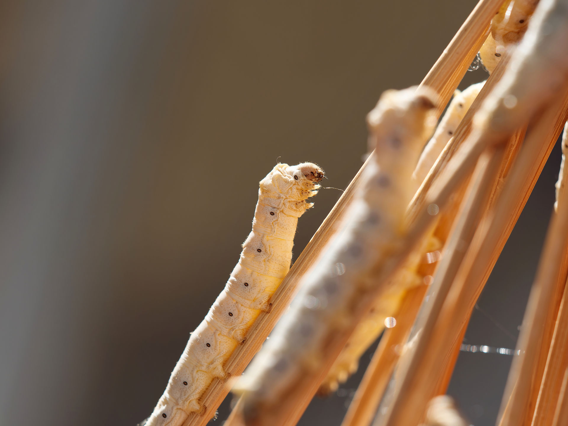 silkworm on a branch