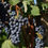 Thumbnail: Barolo Riserva DOCG