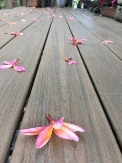 deck with plumeria flowers 2