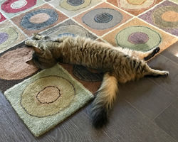 alamo sweetie new rug