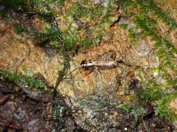 林床の岩にいるオチバコオロギの幼虫（沖縄島3月撮影）
