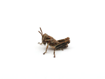 アマミフキバッタ1齢幼虫。体色は薄い褐色。