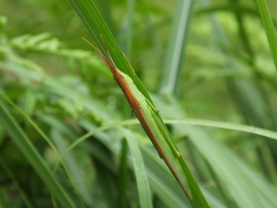 背中が褐色のショウリョウバッタモドキ成虫♀(埼玉県9月撮影)