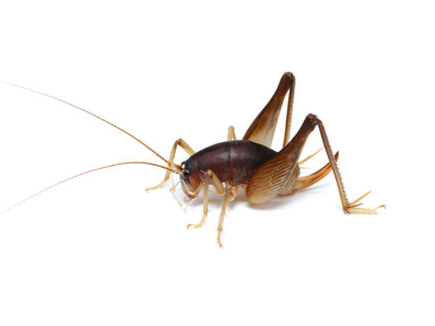 ズングリウマ成虫メス